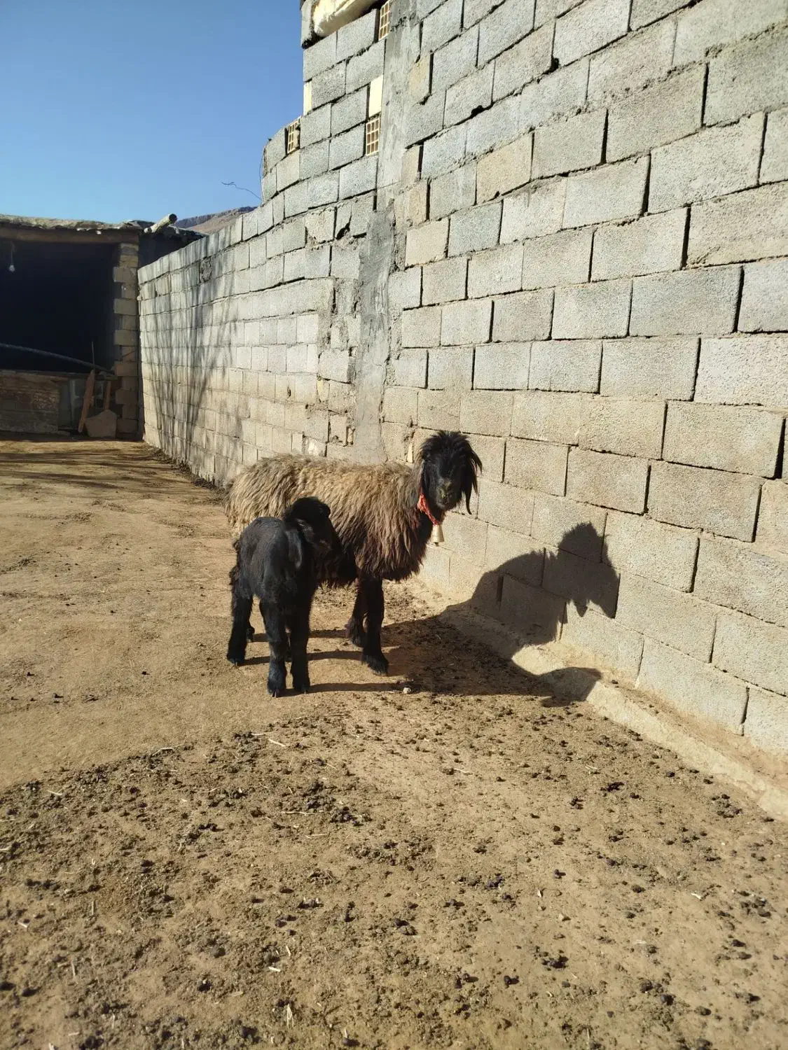 شیشک میش|حیوانات مزرعه|لاران, |دیوار