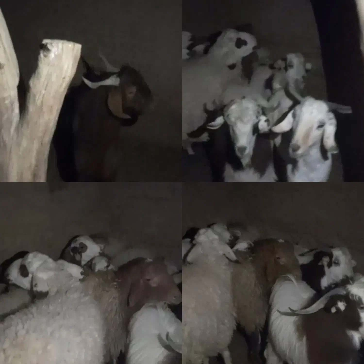 بره و بزغاله فروشی|حیوانات مزرعه|طبس, |دیوار