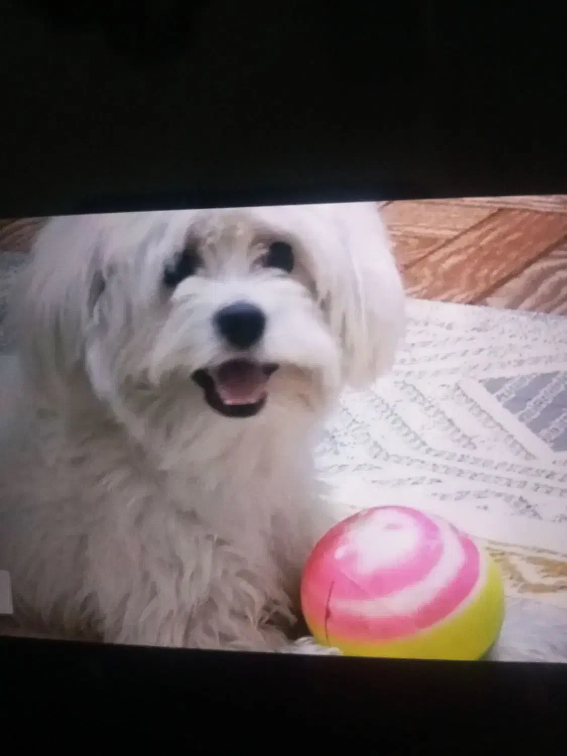 شیتزو تریر سفید|سگ|تهران, سلیمانی|دیوار