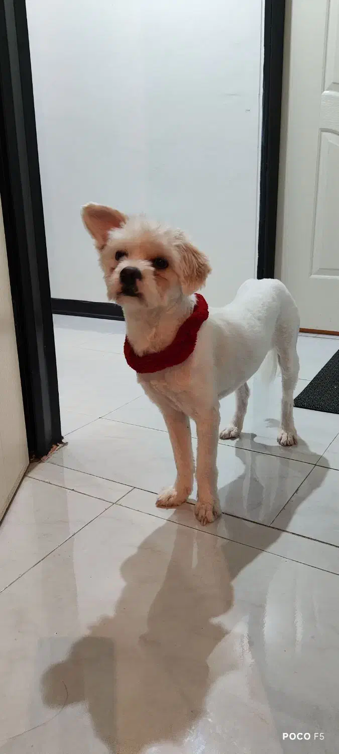 واگزاری ویکی سگ نریکساله|سگ|پردیس, فاز ۵|دیوار