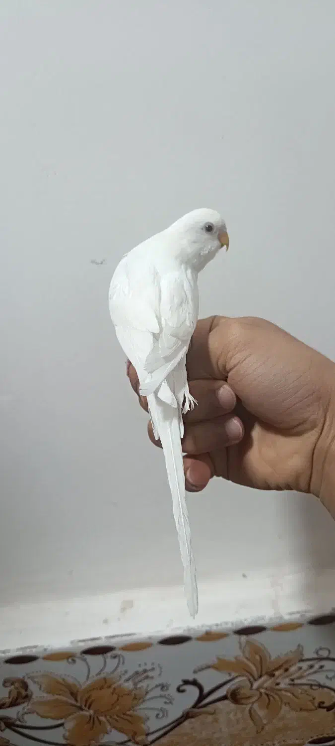 مرغ عشق|پرنده|آبادان, |دیوار