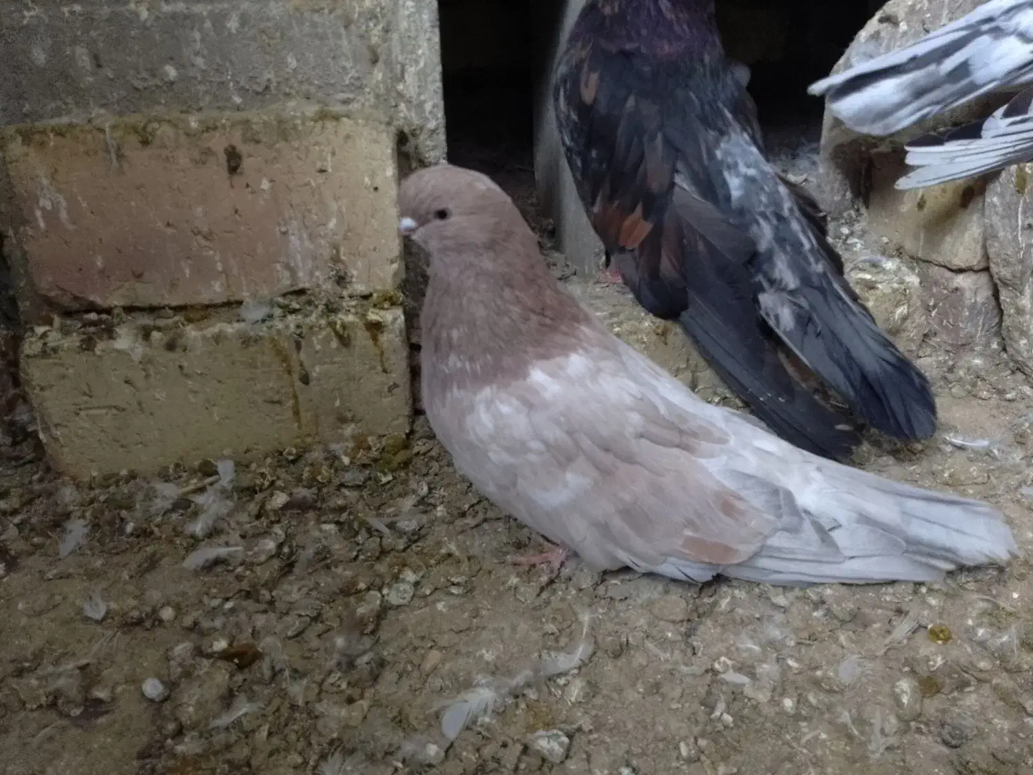 کبوترزیباوکمیاب|پرنده|ابهر, |دیوار