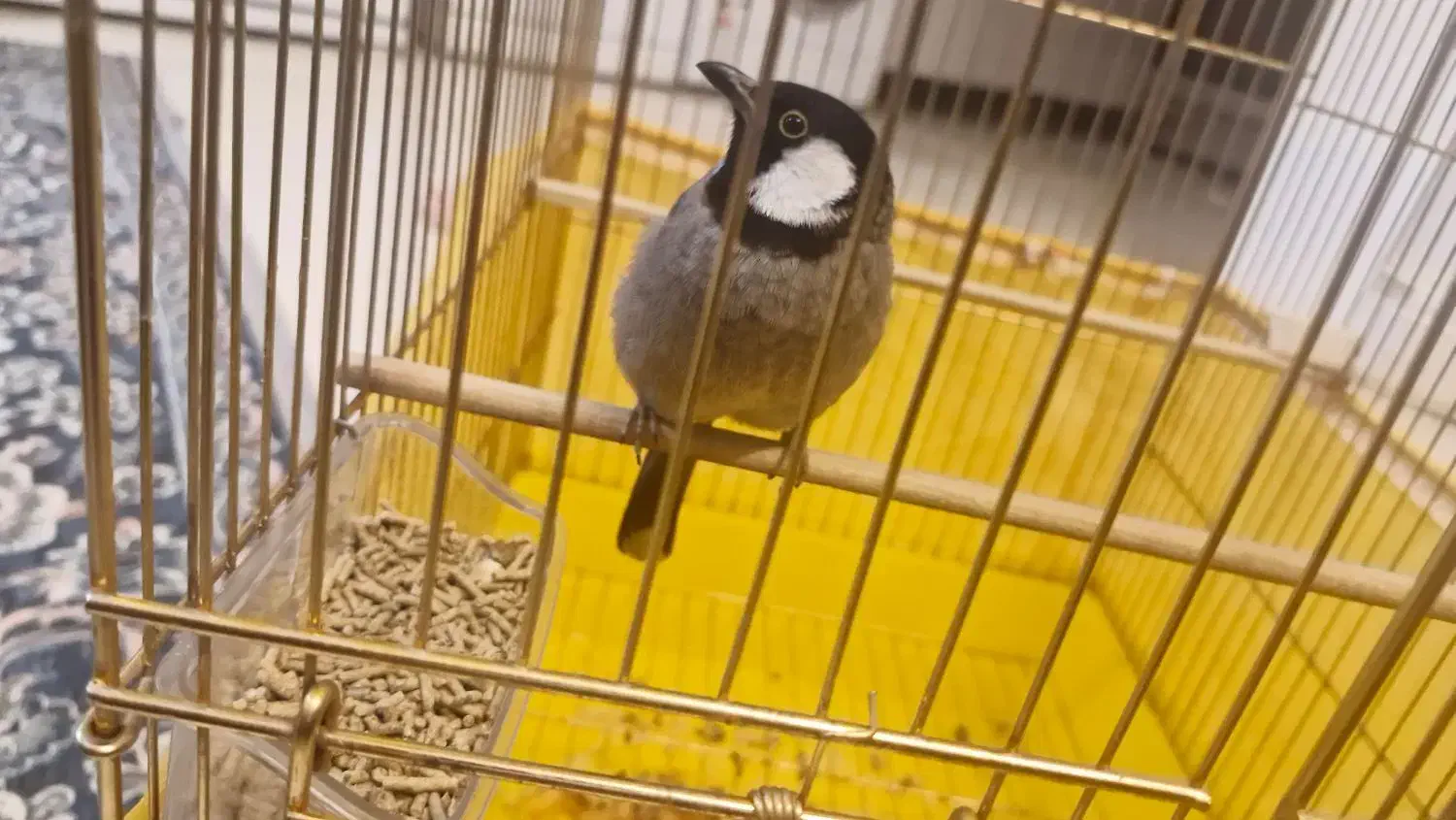 نیم دستی|پرنده|شاهین‌شهر, مسکن مهر|دیوار