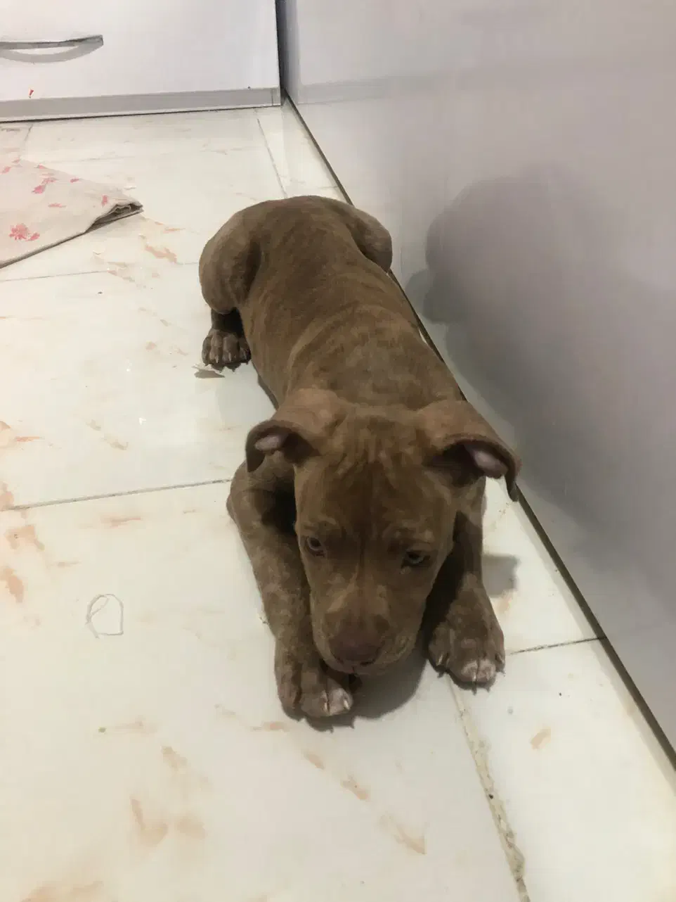 واگذاری سگ پیت بول امریکایی|سگ|تهران, جردن|دیوار