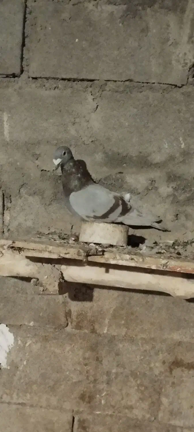 کفتر نر|پرنده|شیروان (خراسان), |دیوار