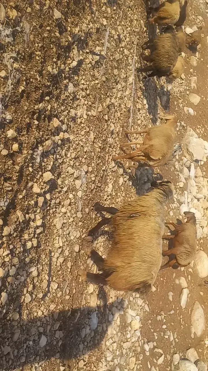 قوچ بختیاری کری لنگ دوقلو|حیوانات مزرعه|دهدشت, |دیوار