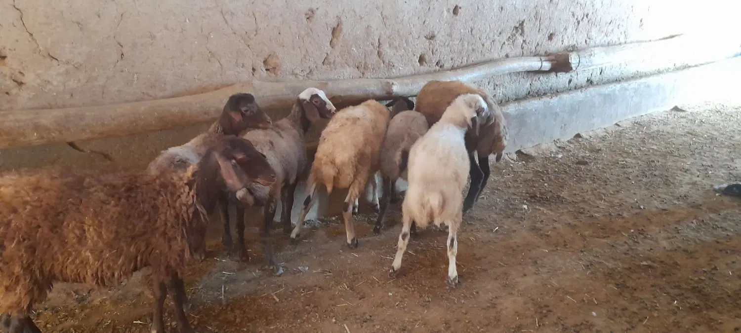 بره|حیوانات مزرعه|بیجار, |دیوار