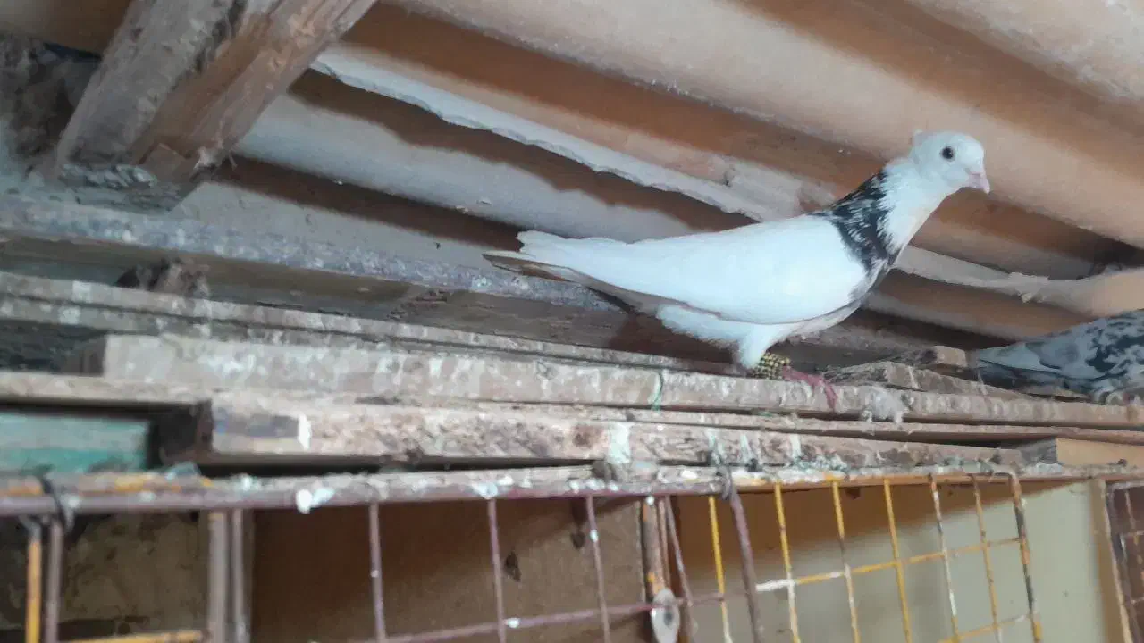 کبوتر|پرنده|شادگان, |دیوار