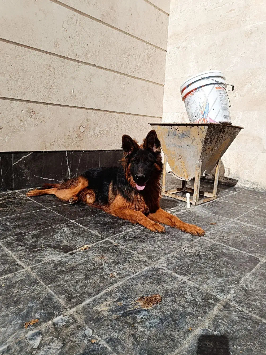 واگذاری ژرمن شپرد|سگ|دماوند, گیلاوند|دیوار