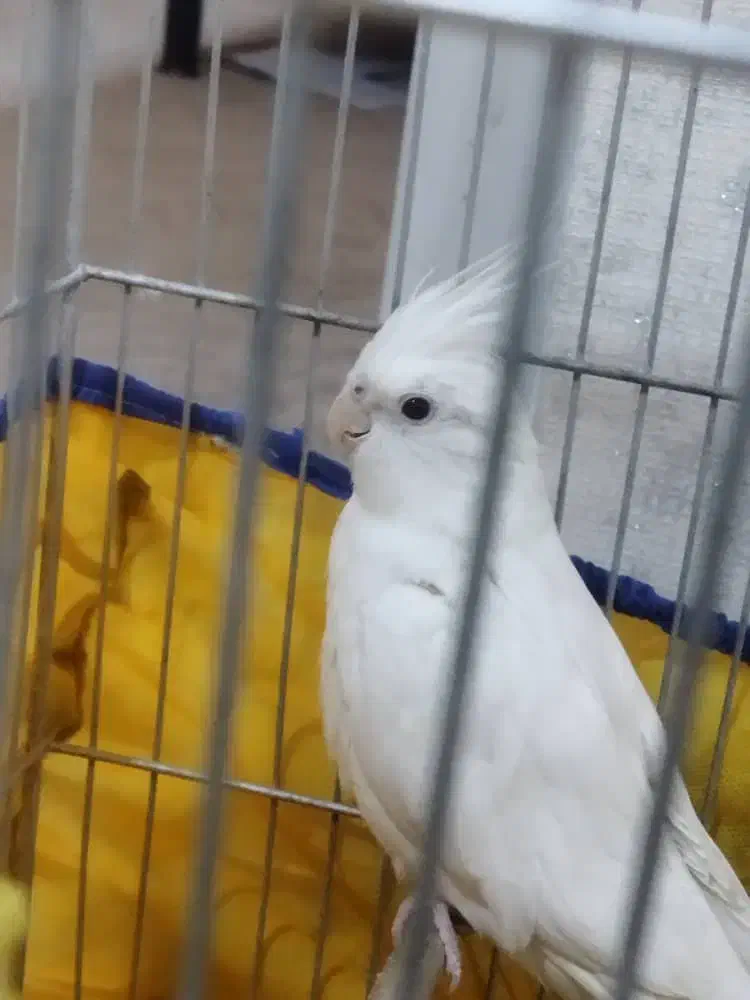 عروس هلندی البینو|پرنده|ایلام, |دیوار