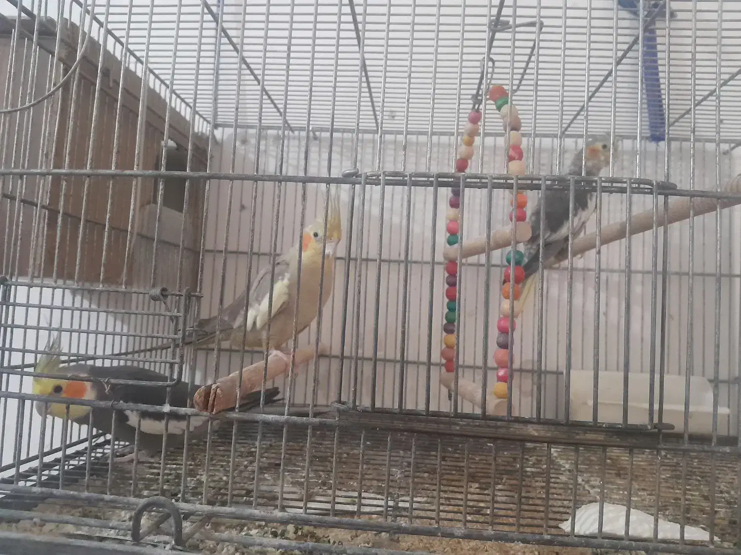 جفت عروس هلندی با یک جوجه|پرنده|چغادک, |دیوار