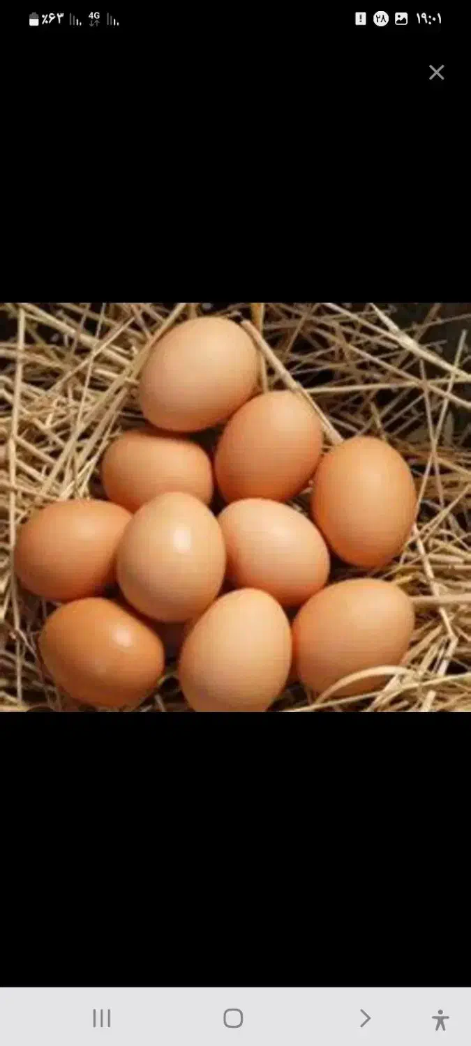 تخم محلی|حیوانات مزرعه|رامیان, |دیوار