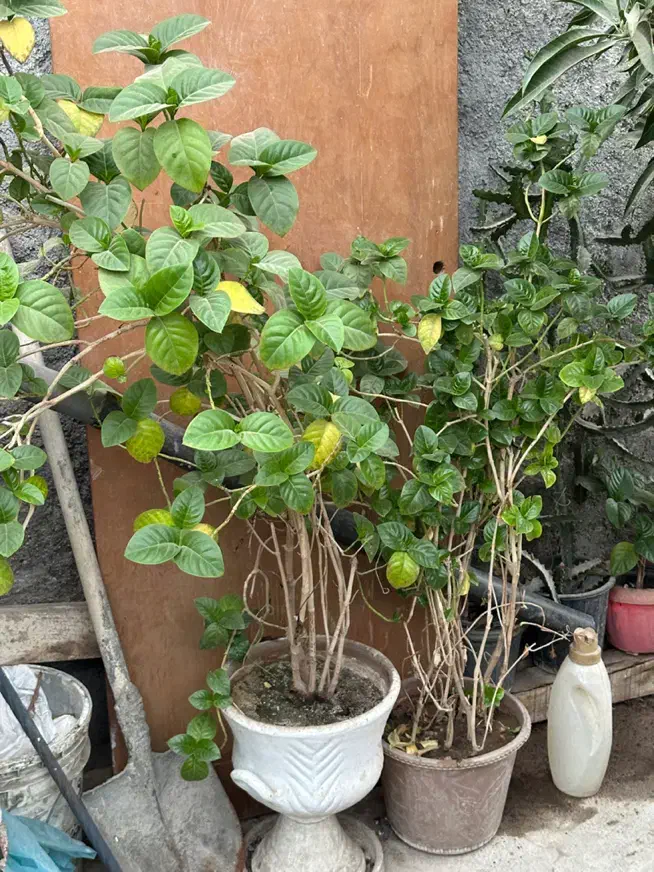 فروش تعدادی گل و گلدان|گل و گیاه طبیعی|بندرعباس, |دیوار