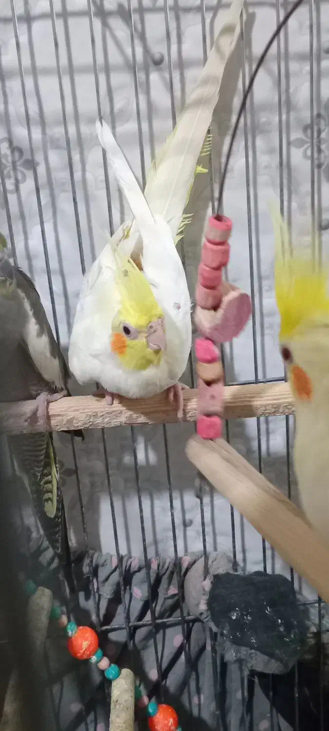 عروس هلندی نر|پرنده|پاکدشت, پاکدشت (مامازند)|دیوار