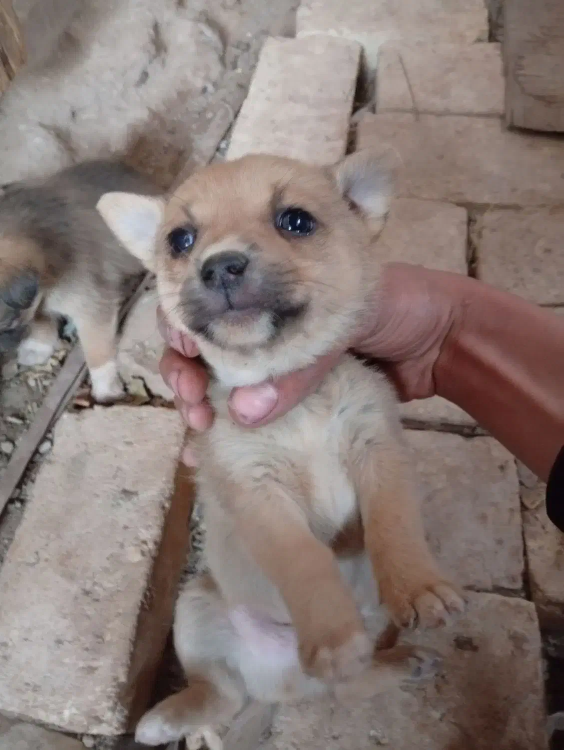 فروش توله سگ اشپیز|سگ|یزد, |دیوار