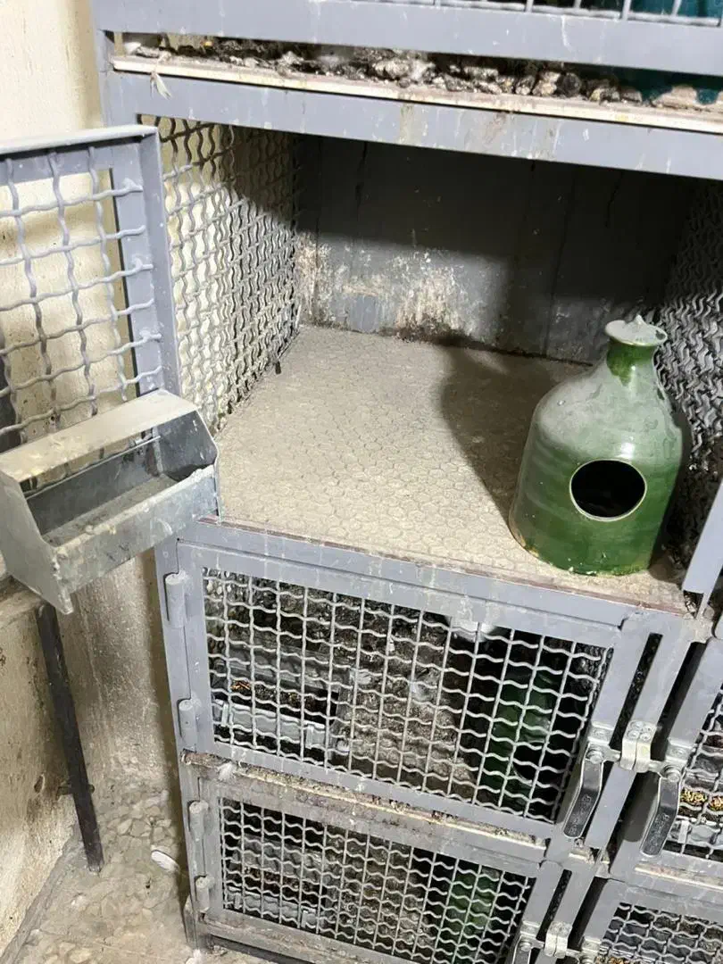 کفتر|پرنده|تهران, منیریه|دیوار