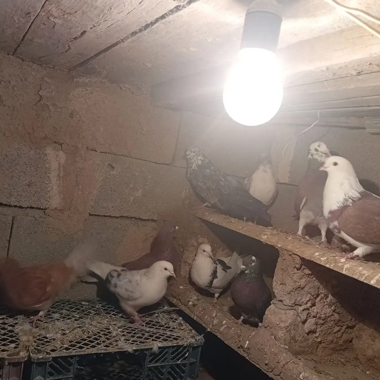 کبوتر|پرنده|شاهین دژ, |دیوار