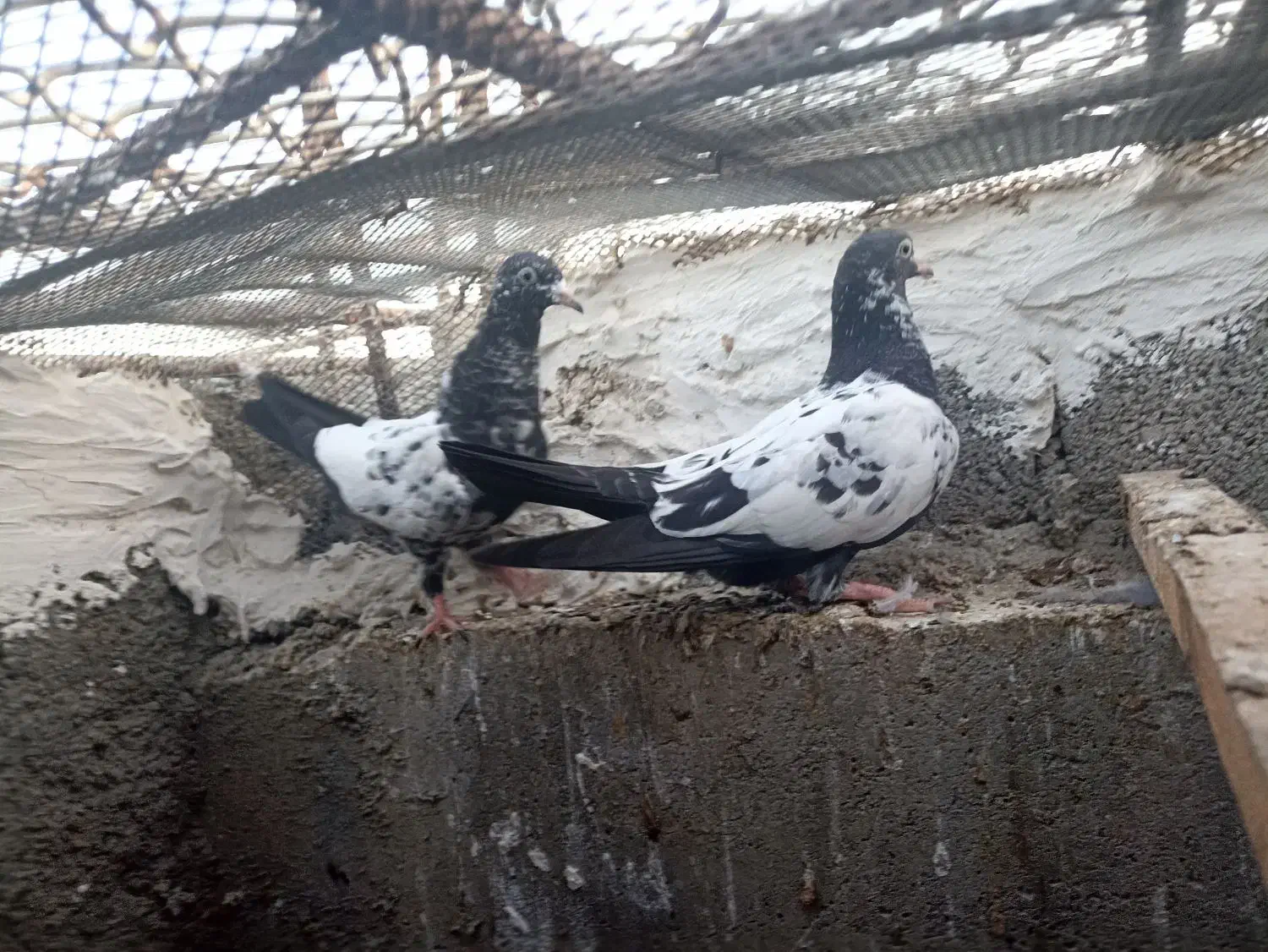 ک،ب،و،ت،ر|پرنده|چابهار, |دیوار