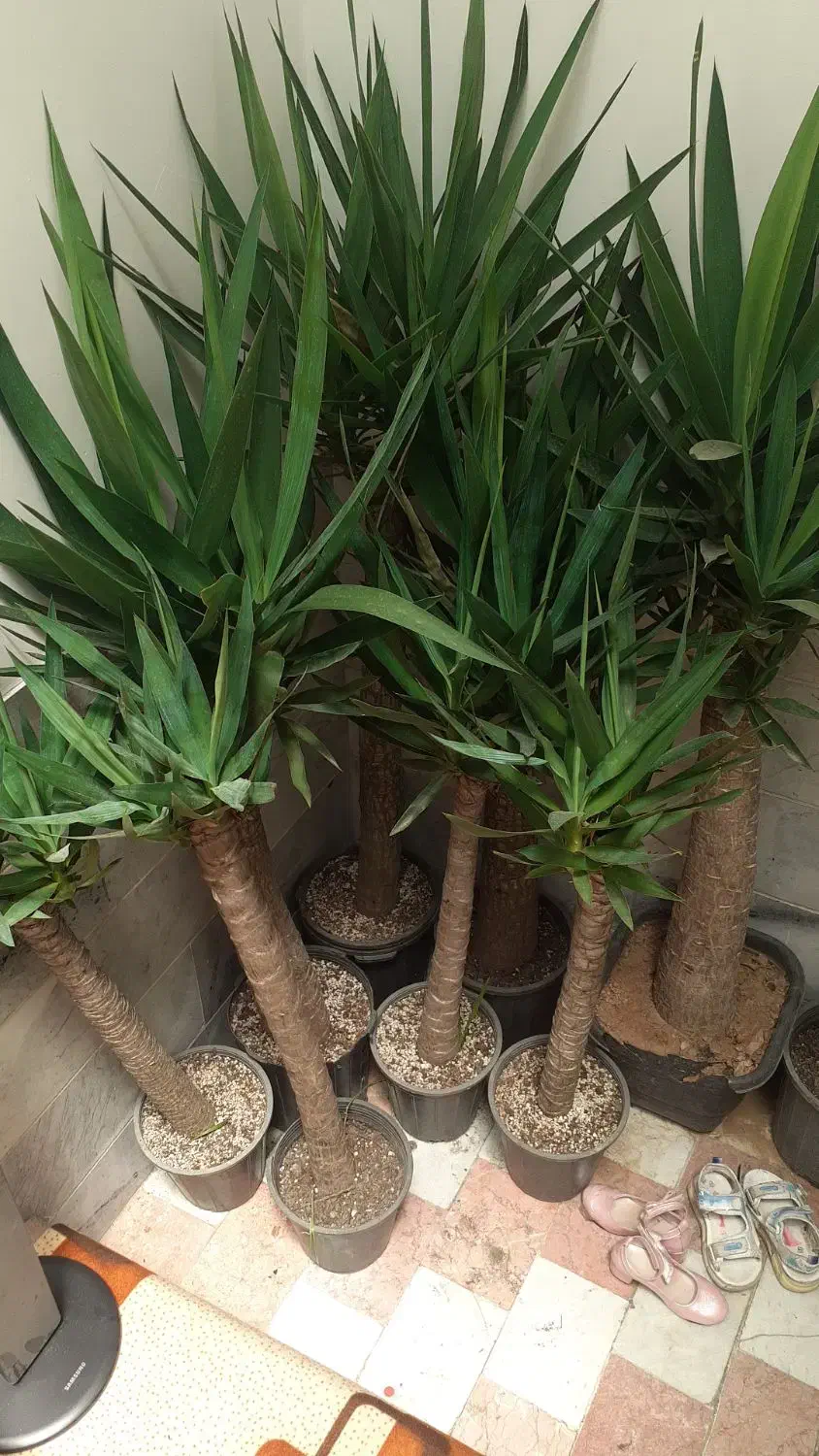 حراج گل و گیاه به قیمت خرید|گل و گیاه طبیعی|بیرجند, |دیوار