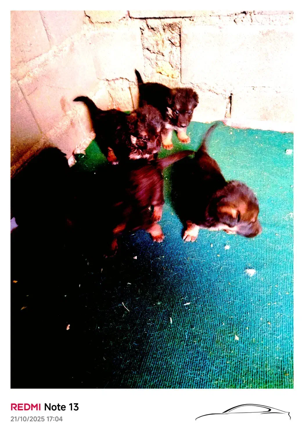 شپرز اصیل توله|سگ|کرمانشاه, |دیوار