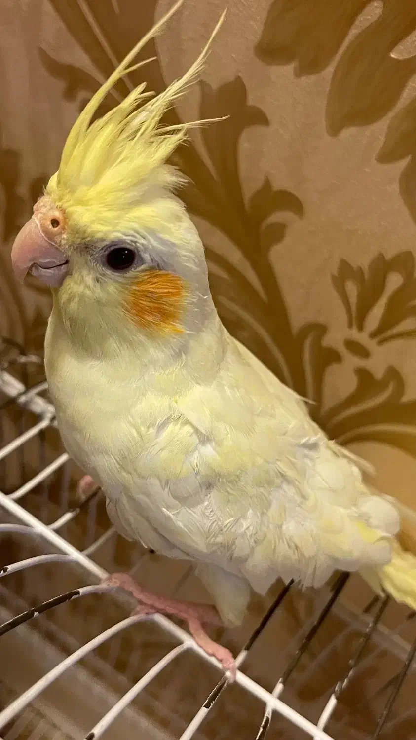 پرنده ی عروس کاملا دستی|پرنده|قم, شهرک قدس|دیوار