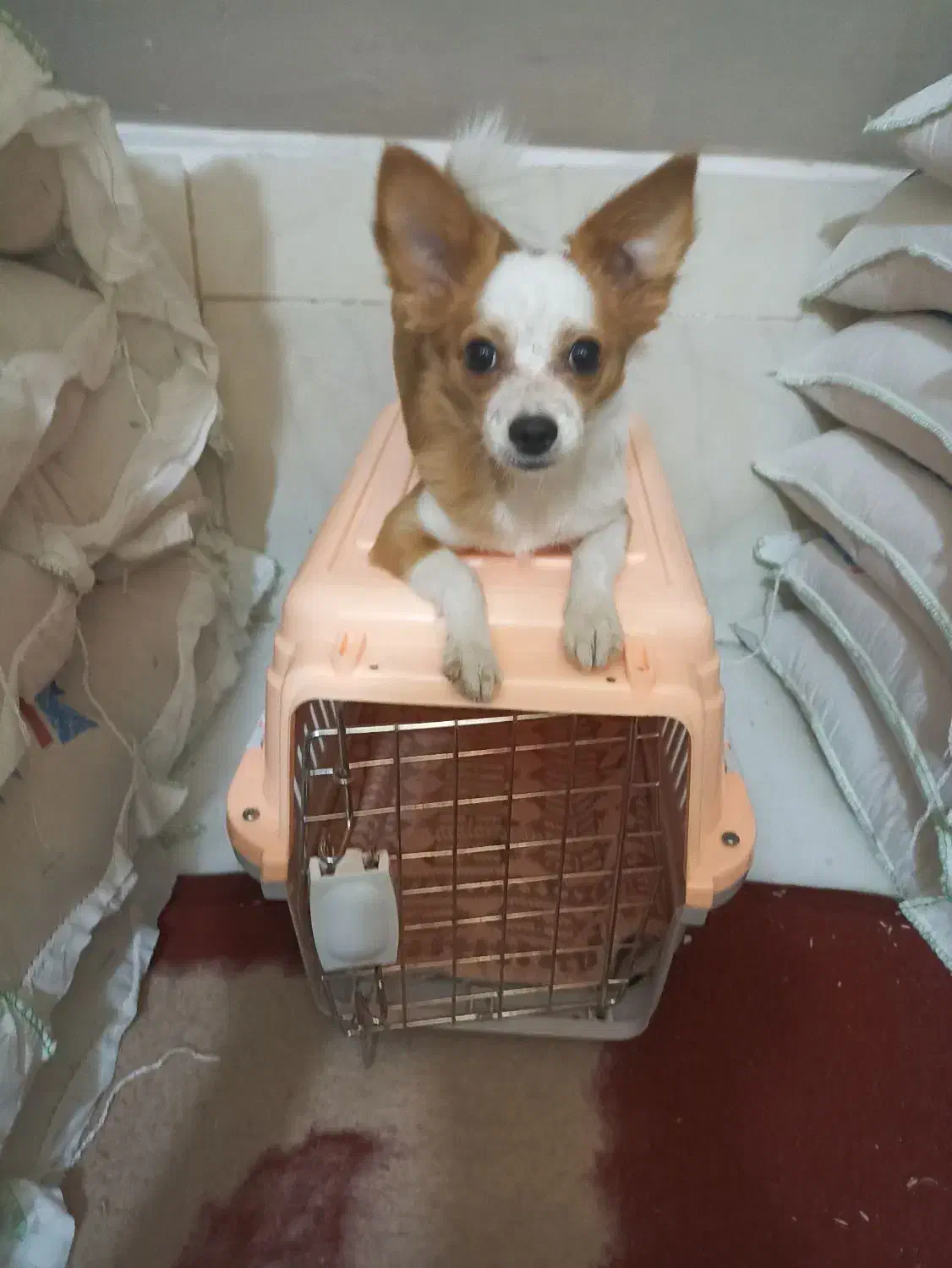 سگ کوچک آپارتمانی|سگ|یزد, |دیوار