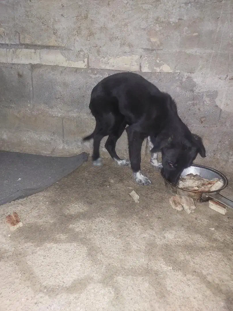 توله سگ|سگ|مینودشت, |دیوار