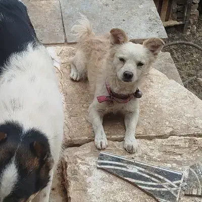 سگ پا کوتاه گمشده|حیوانات|سبزوار, قصبه شرقی|دیوار