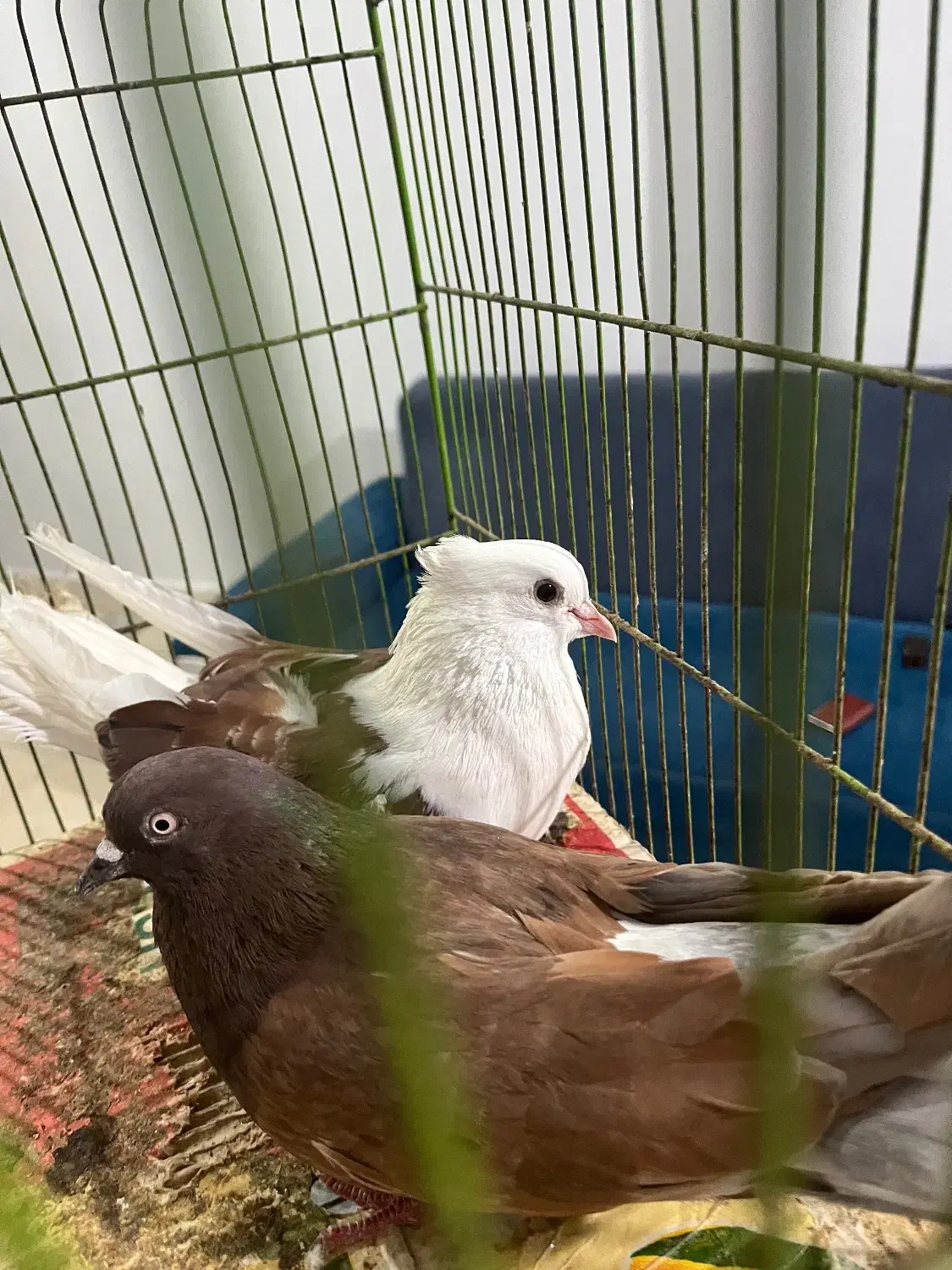 دزدیده شده|حیوانات|بندرعباس, |دیوار