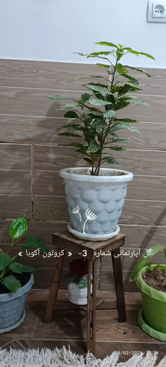 6 نوع گل آپارتمانی|گل و گیاه طبیعی|شیراز, گل سرخ|دیوار