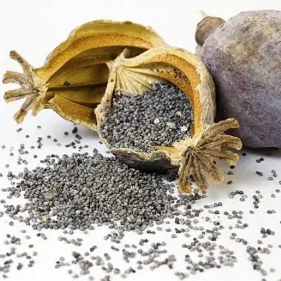 گیاه دارویی|گل و گیاه طبیعی|کوهدشت, |دیوار