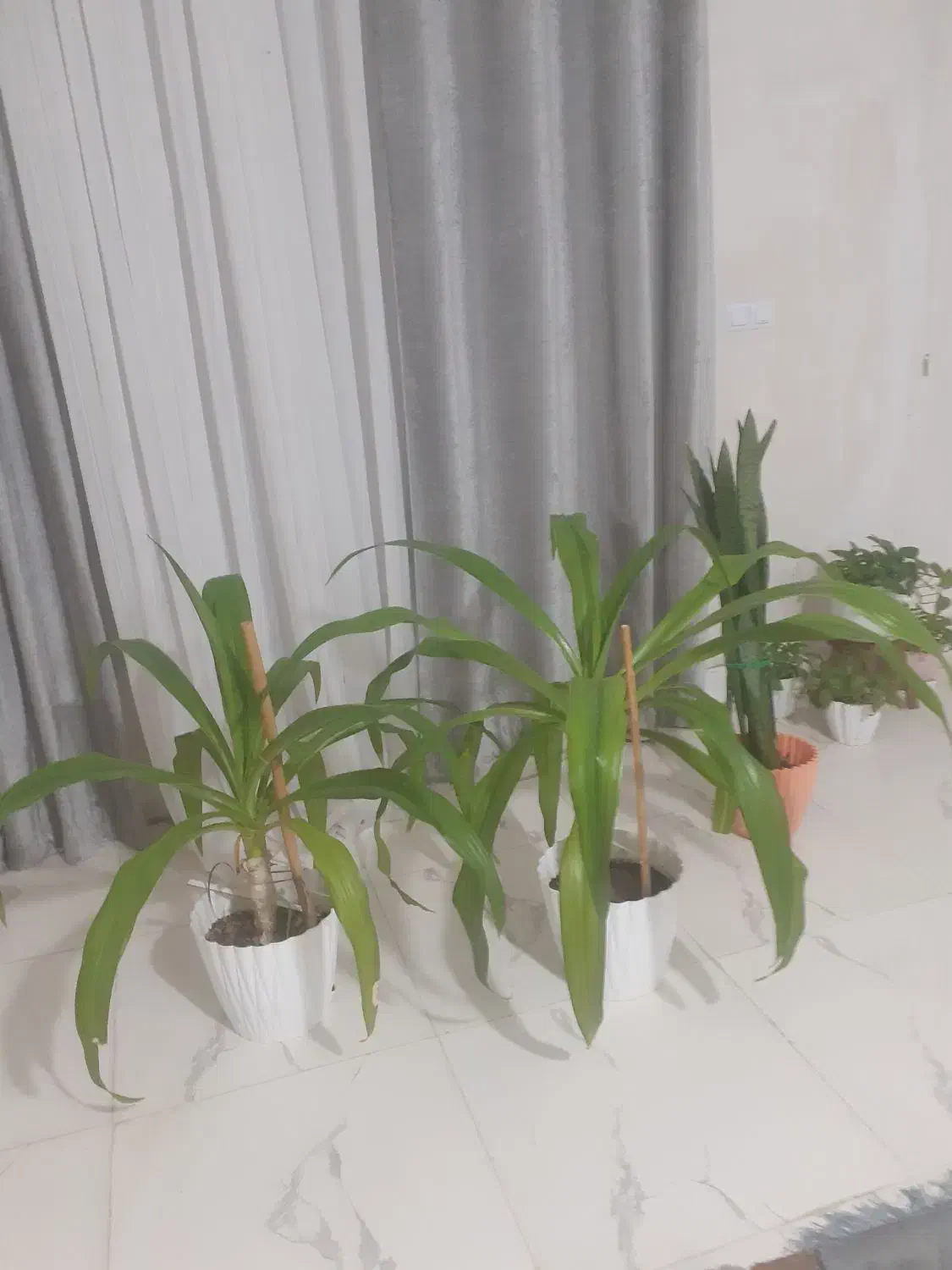 فروش گل|گل و گیاه طبیعی|مرودشت, فاز دوم شهرک فرهنگیان|دیوار