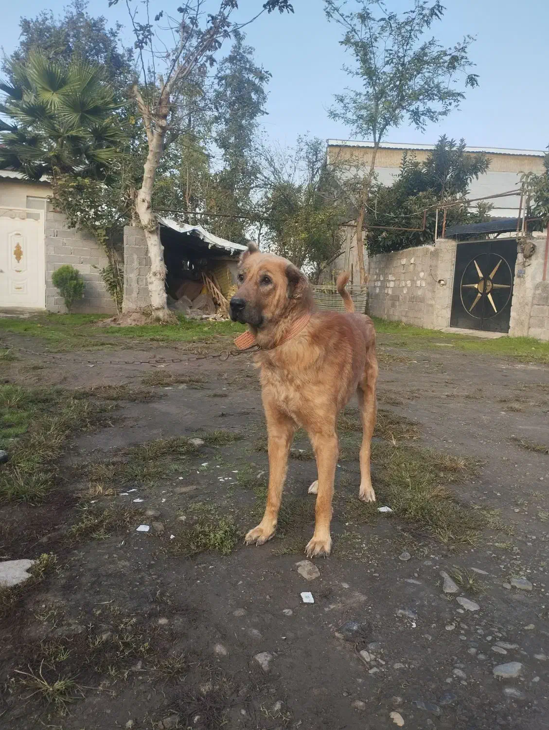 واگذاری سگ سرابی قد90|سگ|رشت, حومه رشت|دیوار