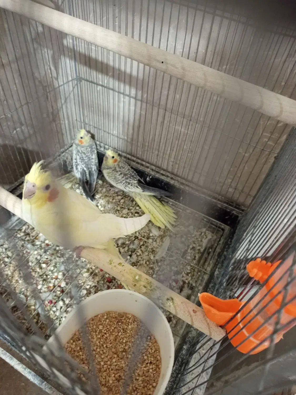 عروس هلندی لوتینو گل باقالی جوجه و مولد|پرنده|قزوین, |دیوار