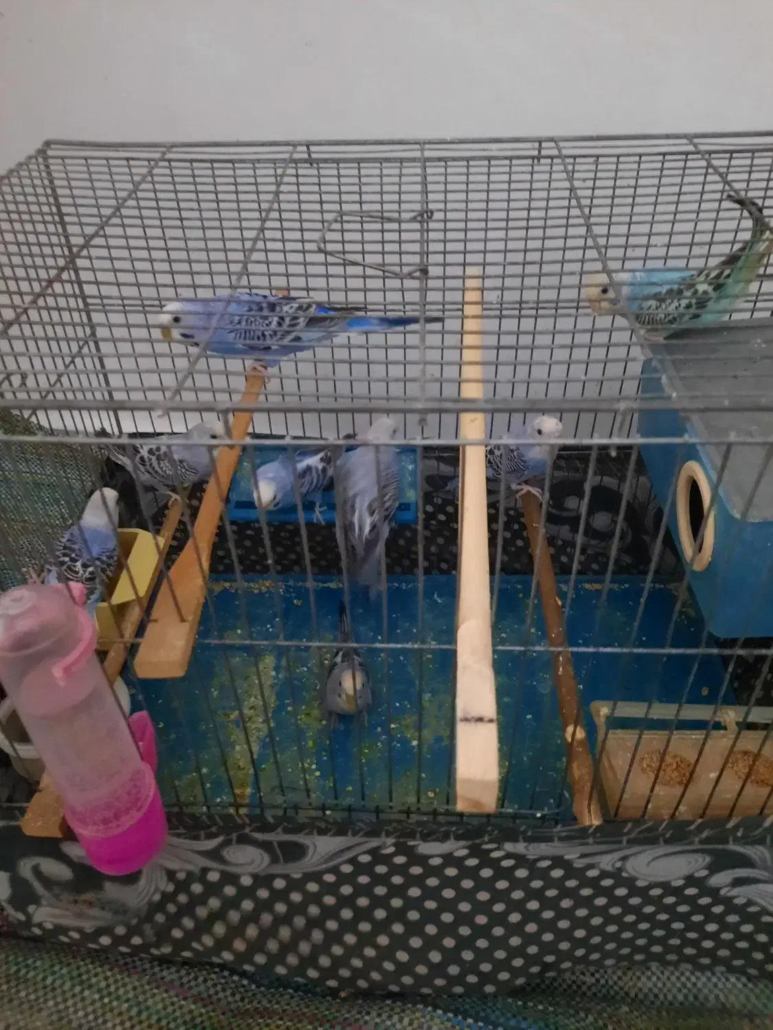 مرغ عشق|پرنده|تبریز, |دیوار