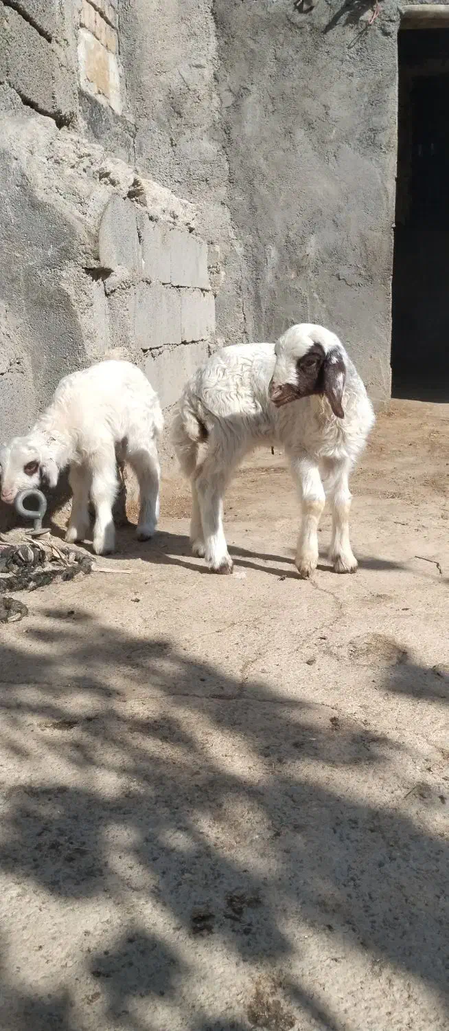 بره نر ماده سنجابی اصیل در میراباد|حیوانات مزرعه|جوانرود, |دیوار