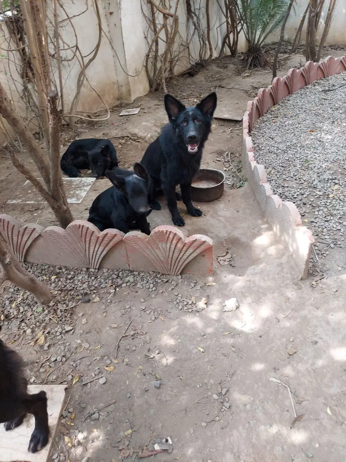 توله ژرمن های یکساله و ۷ ماهه|سگ|فریدون‌کنار, |دیوار