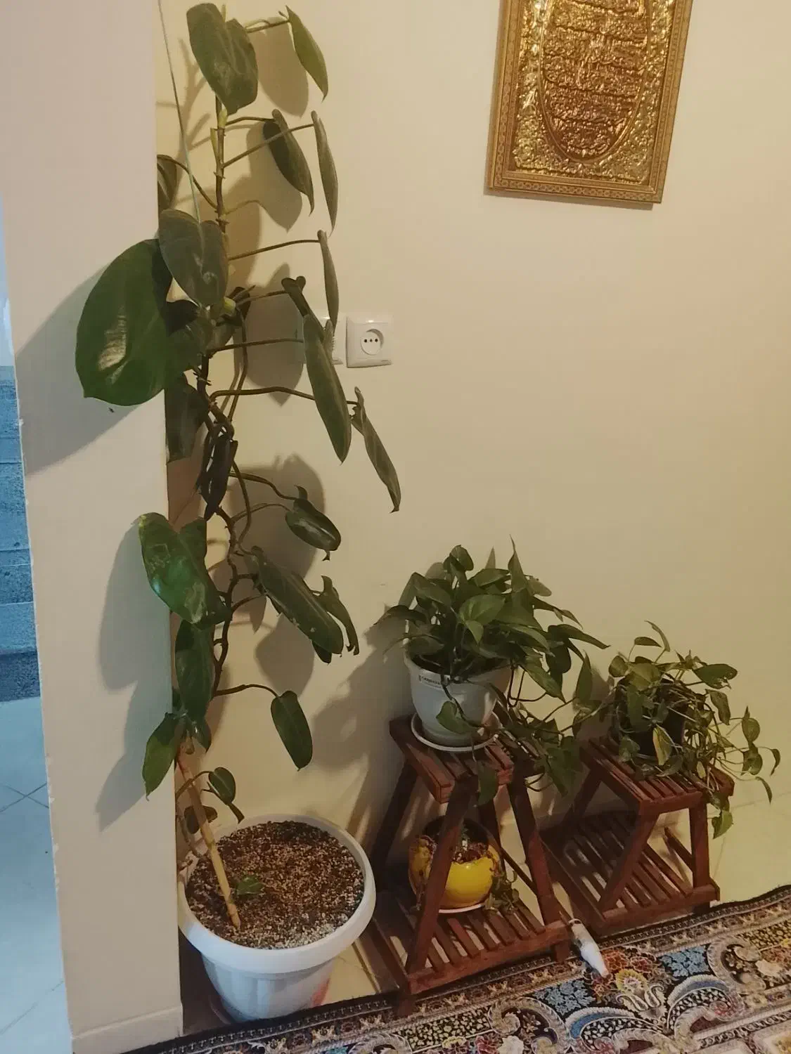 نظافت منزل انجام میدهم|خدمات نظافت|نیشابور, رنج آباد|دیوار