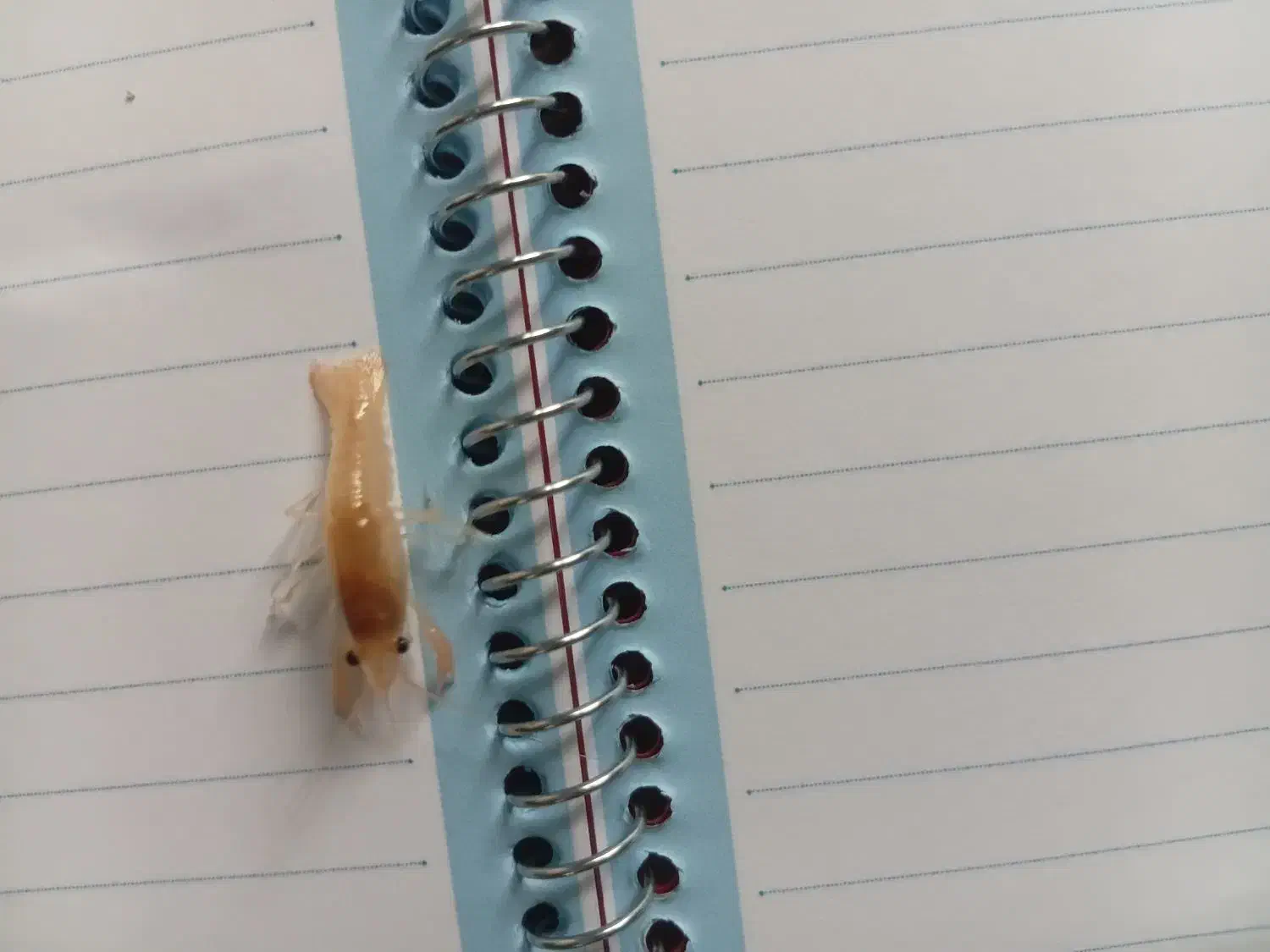 بچه لابستر سایز سه و دو سانت|ماهی|گرگان, |دیوار