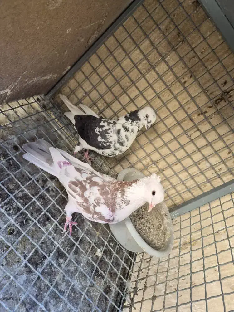 جفت جون|پرنده|پردیس, شهرک صنعتی خرمدشت فاز ۷|دیوار