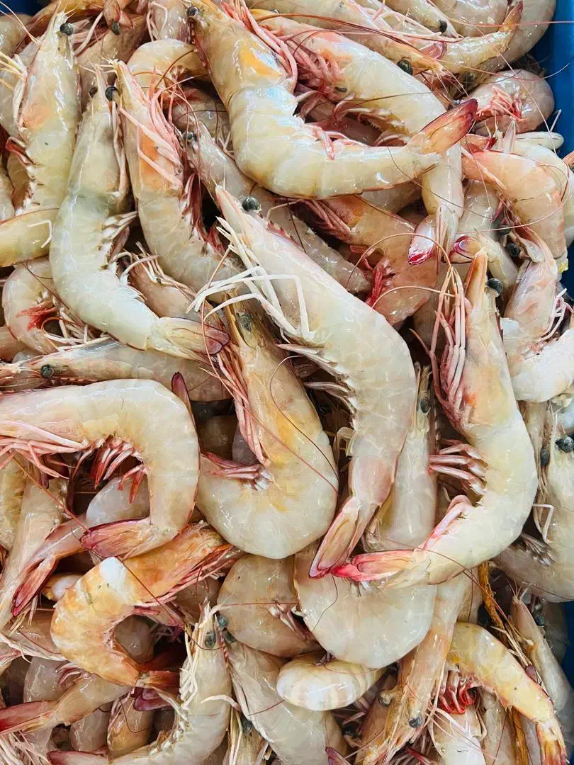 پخش ماهی دریایی و پرورشی درجه یک|ماهی|اهواز, کمپلو جنوبی|دیوار