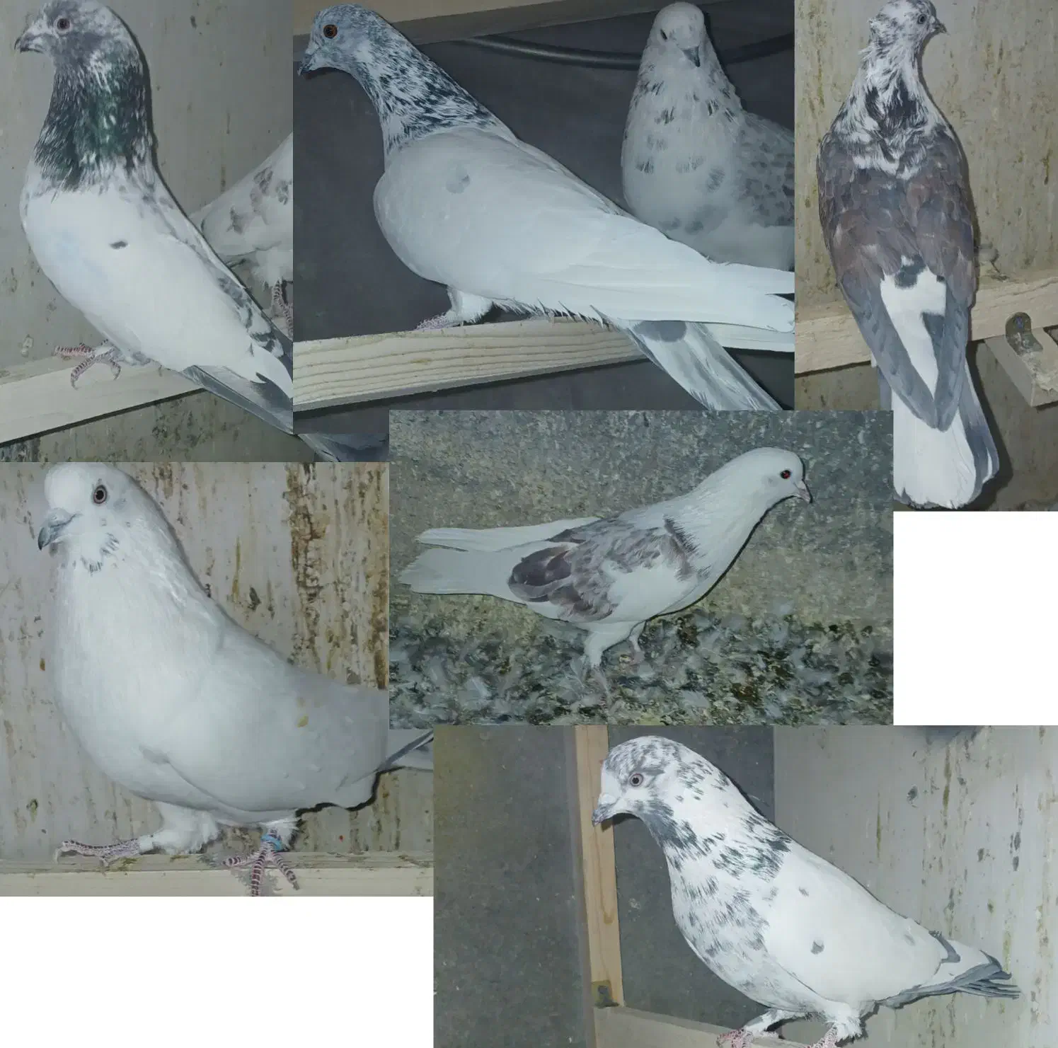 کبوتر کفتر|پرنده|الیگودرز, |دیوار