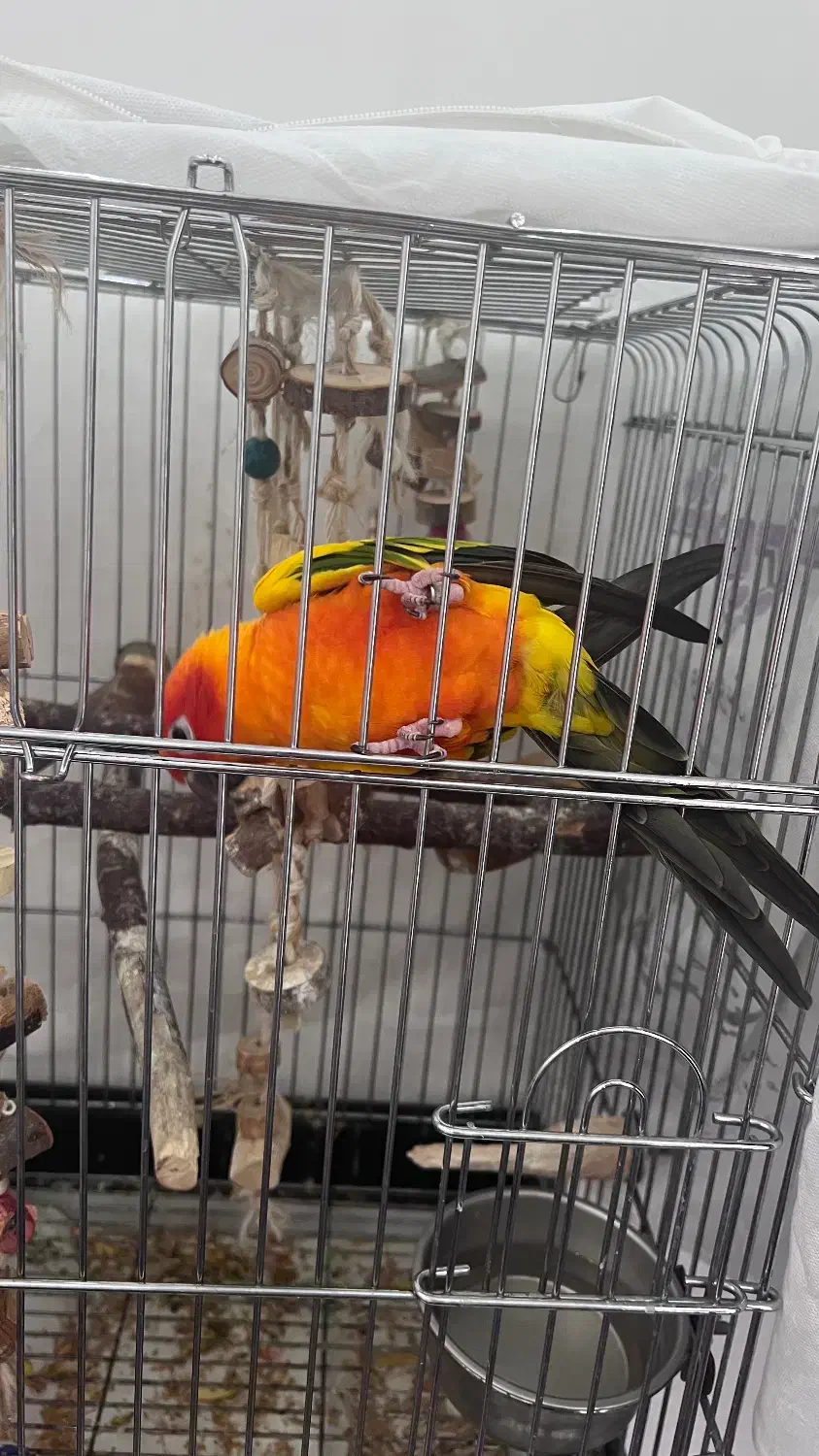 طوطی خورشیدی|پرنده|شهریار, شهرک وائین|دیوار