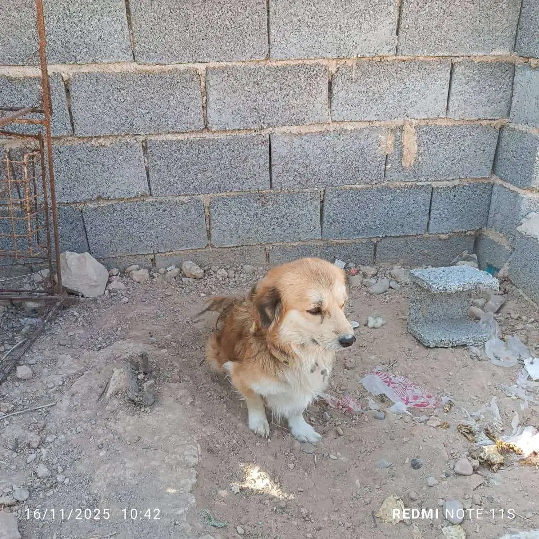 سگ خارجی قشنگ|سگ|جهرم, |دیوار