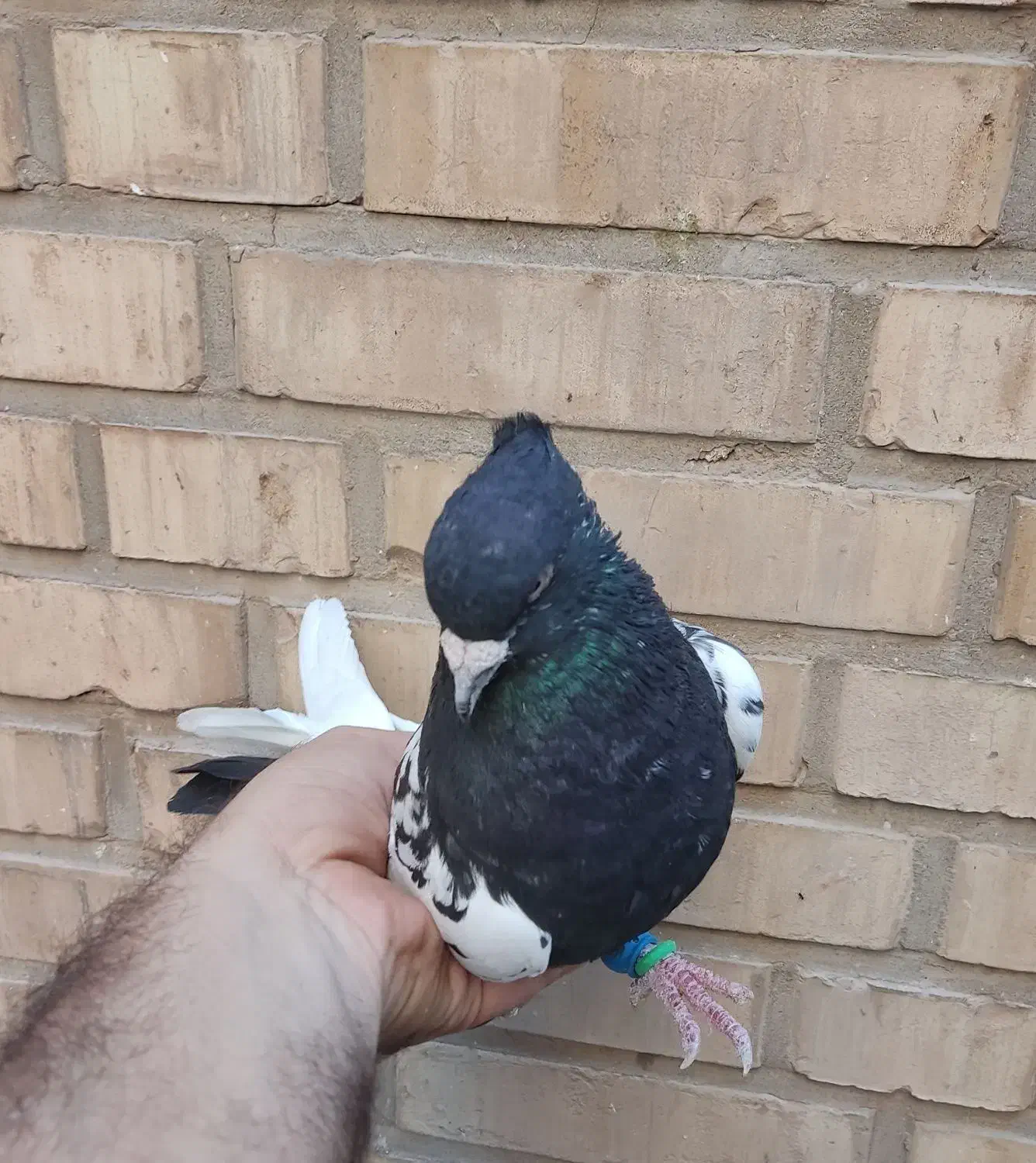 سینه سیاه درشت دوری|پرنده|اهواز, کیانپارس |دیوار