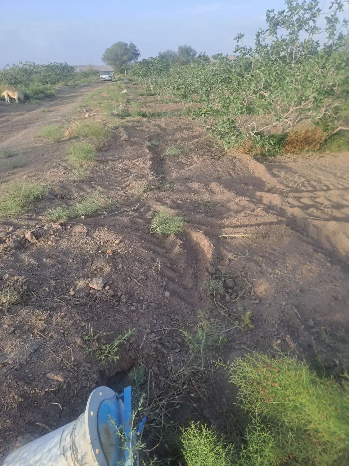 زمین پسته ای راین فیض اباد|فروش دفتر صنعتی، کشاورزی، تجاری|راین, |دیوار