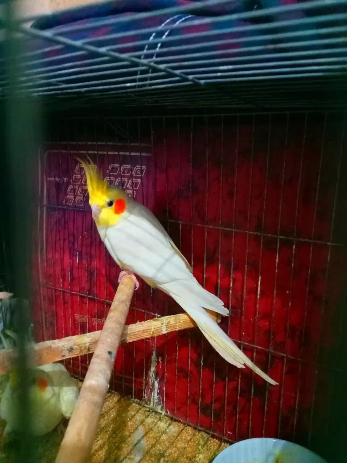 یه جفت عروس لوتیتو مولد جوان.دستی|پرنده|مینودشت, |دیوار