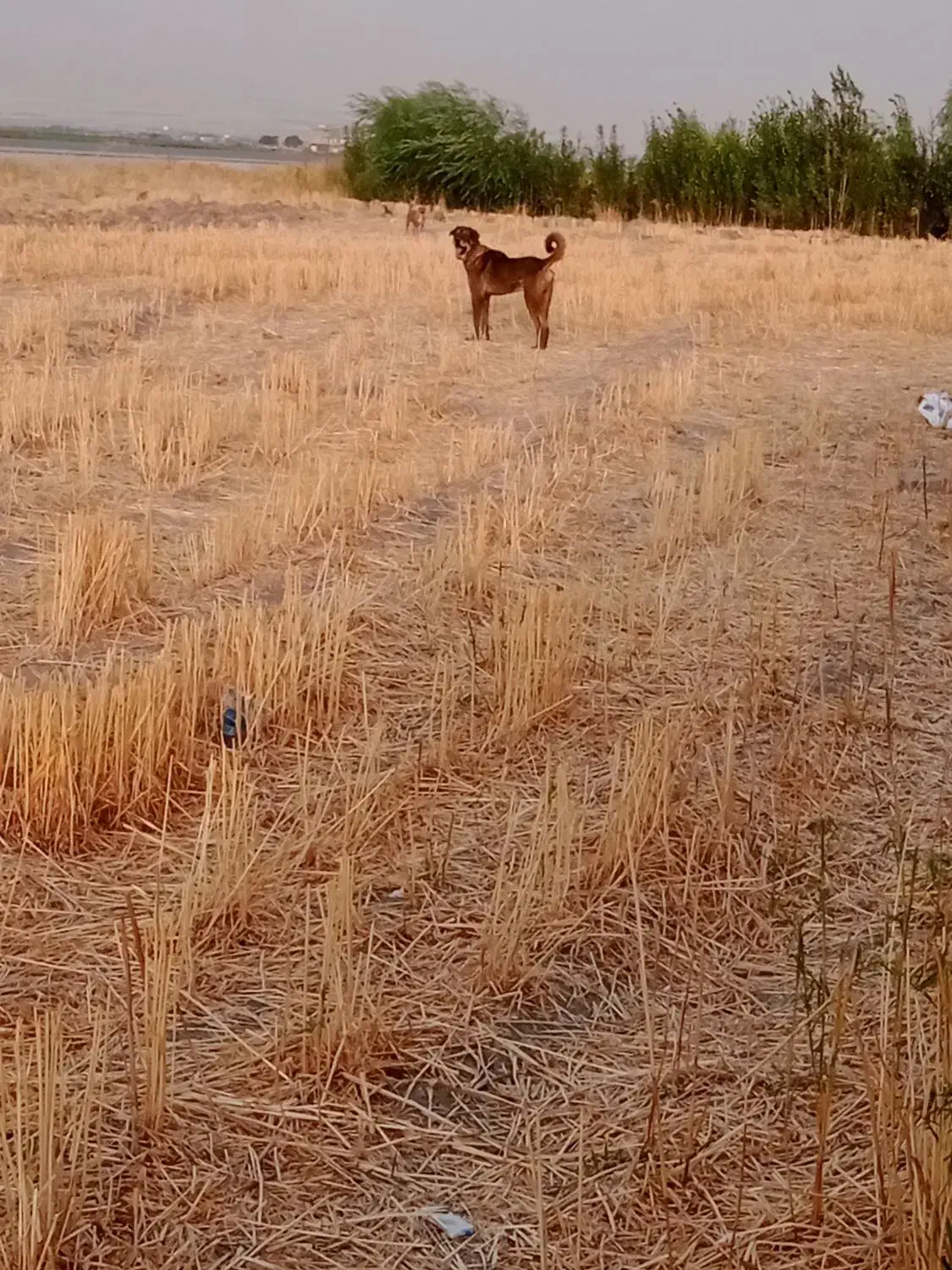 توله پژدر  نر ۱۵ ماهه|سگ|خمین, |دیوار