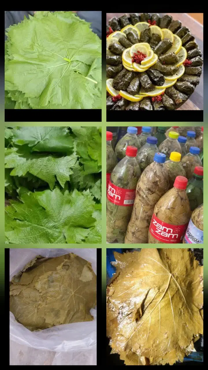 برگ شور|خوردنی و آشامیدنی|بجنورد, |دیوار