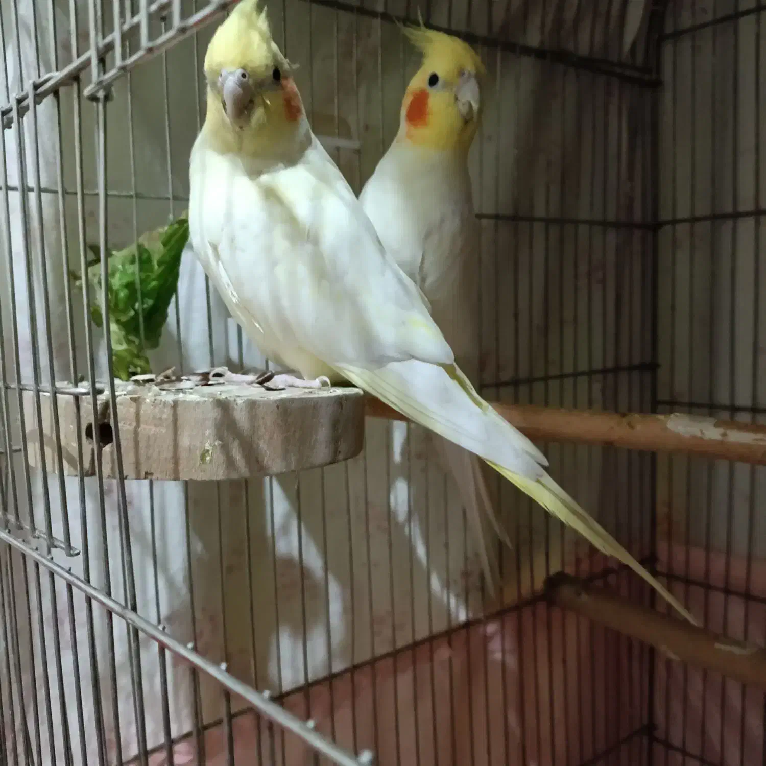 عروس هلندی لوتینو مولد|پرنده|تهران, افسریه جنوبی|دیوار